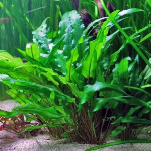 Cryptocoryne