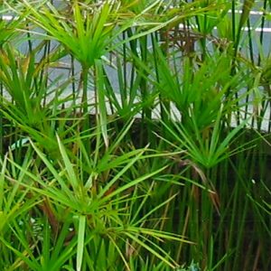 Cyperus alternifolius