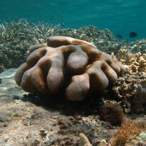 Cyphastrea