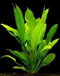 Echinodorus grisebachii