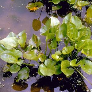 Echinodorus cordifolius