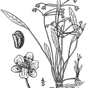 Helanthium tenellum