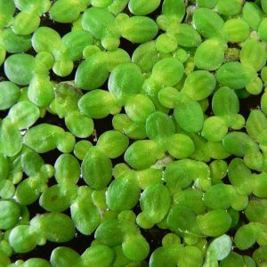 Lemna minor
