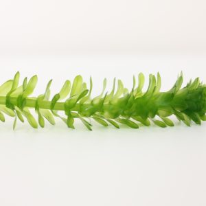 Egeria densa