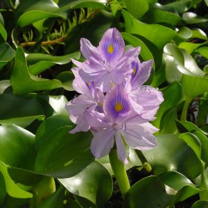 Pontederia crassipes
