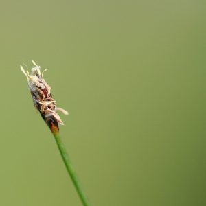 Eleocharis acicularis