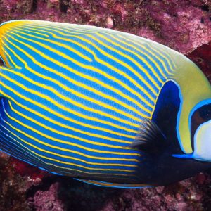 Pomacanthus imperator