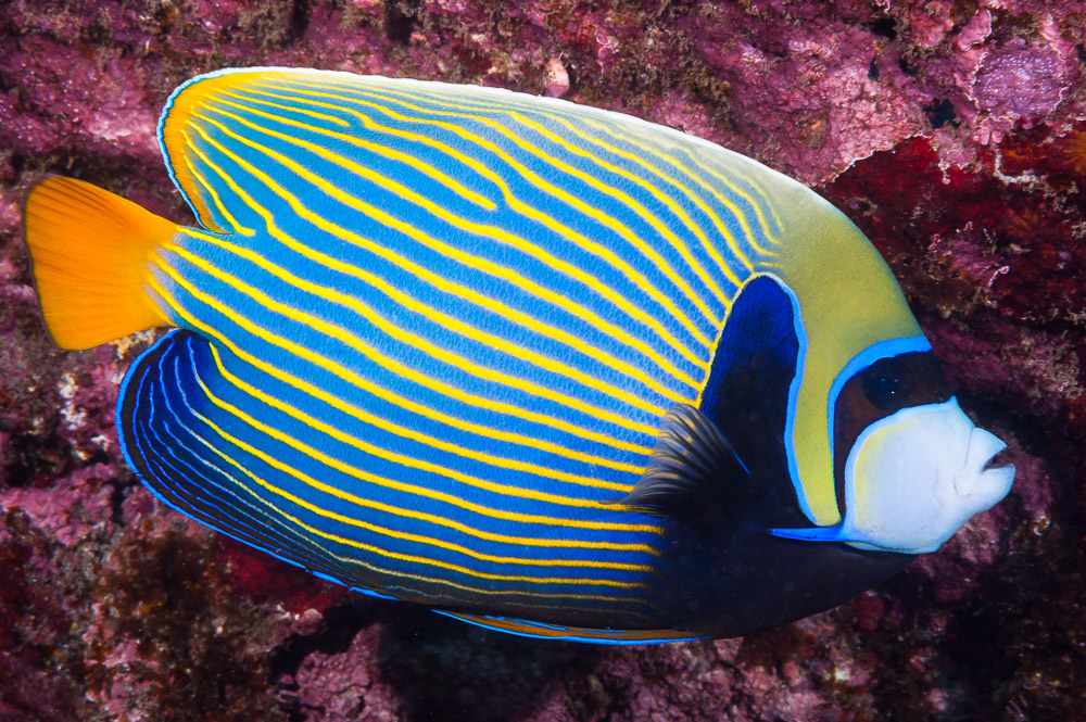 Pomacanthus imperator