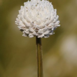 Eriocaulon