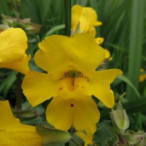 Monkey Flower