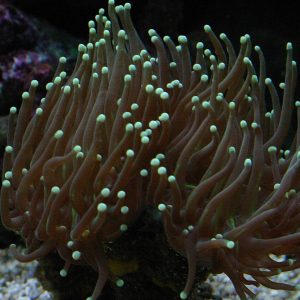 Euphyllia glabrescens