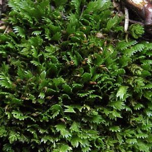 Fissidens