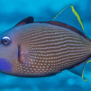 Xanthichthys auromarginatus