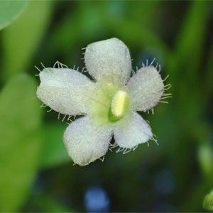 Glossostigma elatinoides