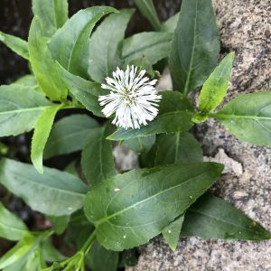 Gymnocoronis spilanthoides