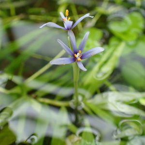 Heteranthera zosterifolia