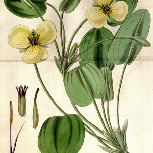 Hydrocleys nymphoides