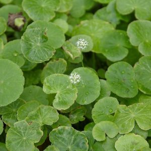 Hydrocotyle leucocephala