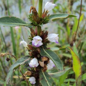 Hygrophila