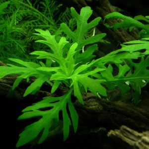 Hygrophila difformis