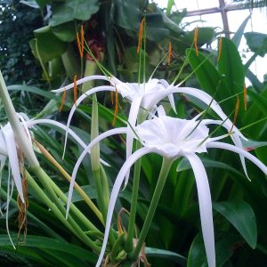 Hymenocallis