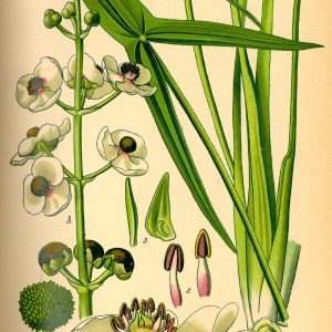 Sagittaria