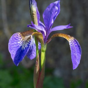 Iris (plant)