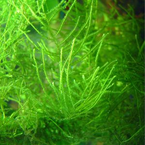 Taxiphyllum barbieri