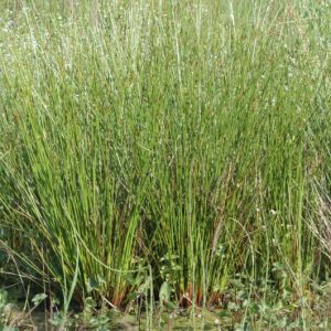 Juncus