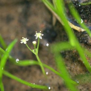 Lilaeopsis brasiliensis