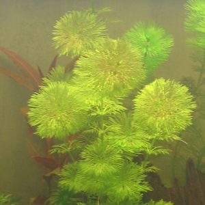 Limnophila sessiliflora