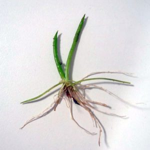 Littorella uniflora