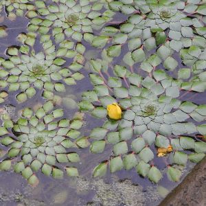 Ludwigia sedioides