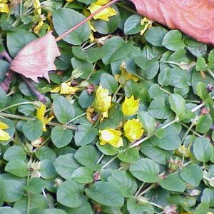 Lysimachia nummularia