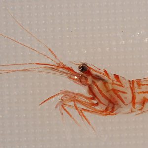 Lysmata wurdemanni