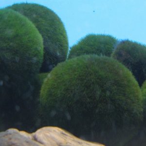 Aegagropila linnaei