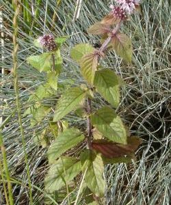 Mentha aquatica
