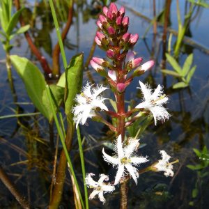 Menyanthes trifoliata
