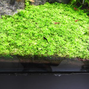Micranthemum tweediei