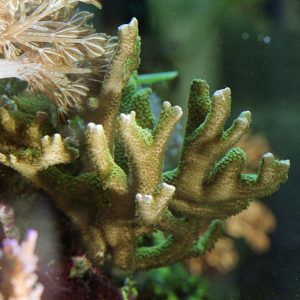 Montipora digitata