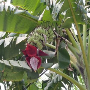 Musa acuminata