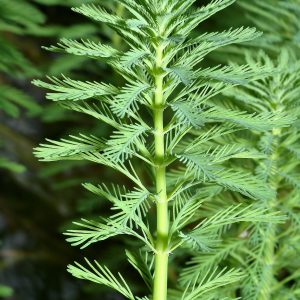 Myriophyllum aquaticum