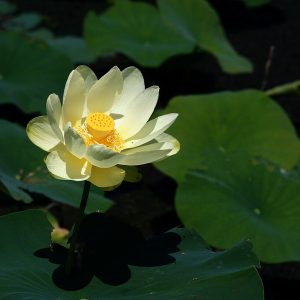 Nelumbo lutea