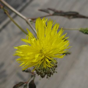 Neptunia oleracea