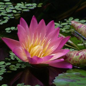 Nymphaea orange flower