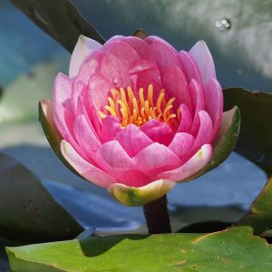 Nymphaea pink flower