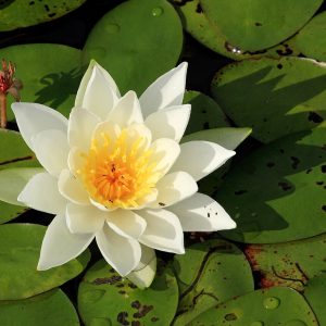 Nymphaea flower