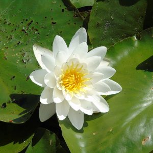 Nymphaea