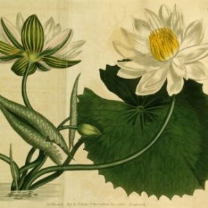 Nymphaea lotus