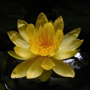 Nymphaea mexicana
